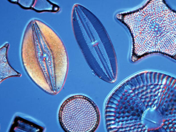 Diatoms Online | Making The Invisible Visible